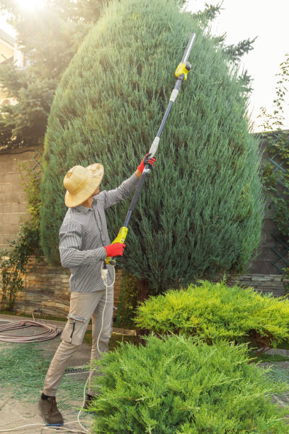  Rensselaer, NY Tree Removal and Landscaping Services Pros